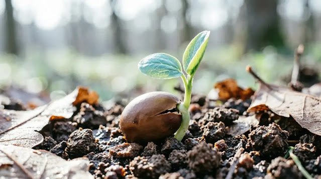 seed sprouting in soil, soft morning light (AI-generated illustration)
